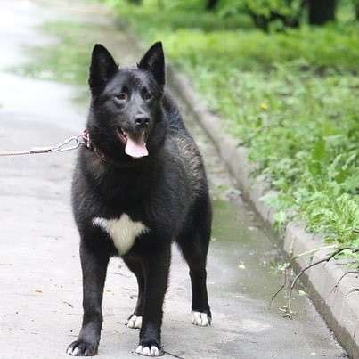 Молодая активная собака Стелла ищет дом в Москве