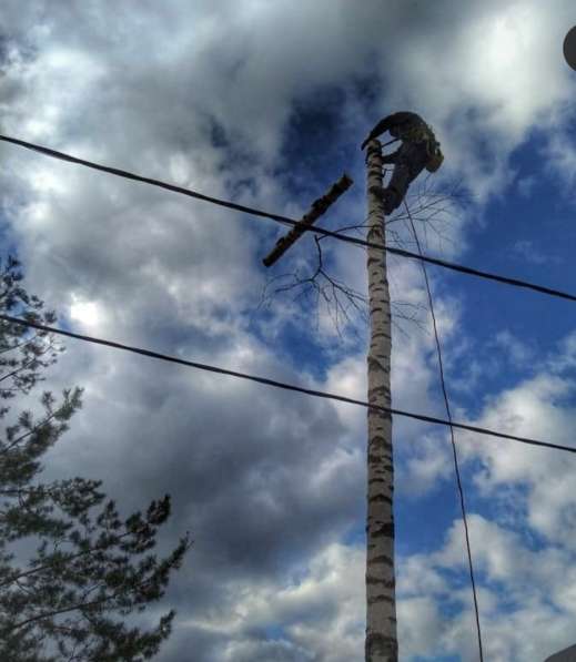 Спил деревьев любой сложности в Пензе фото 8