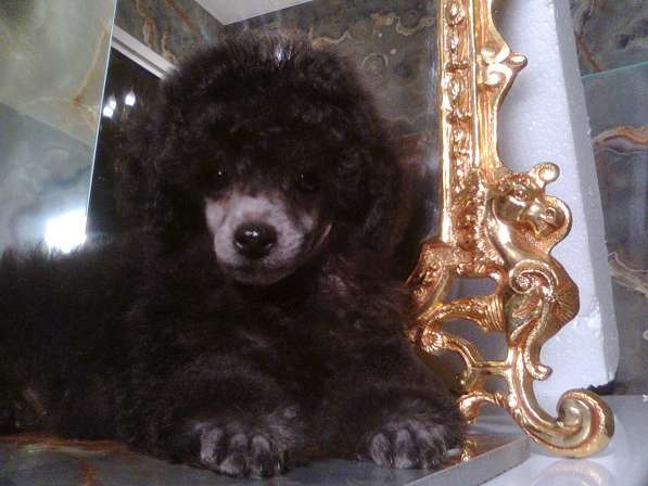 Девочка той-пуделя серебристого окраса в Москве фото 5