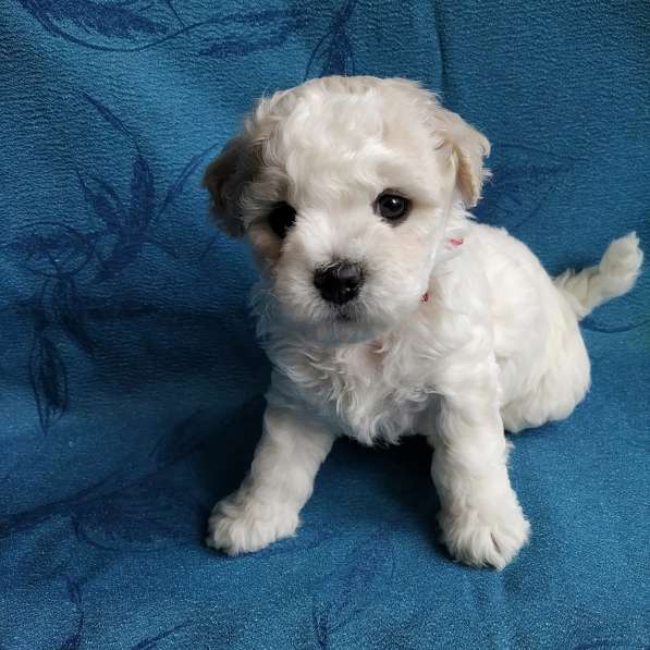 Красотки- девочки бишоночки в Нижнем Новгороде фото 4