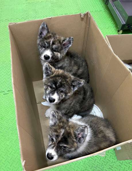Продам щенков породы японская Акита-ину в фото 10