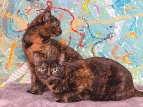 Котенок в добрые руки. Крошка пеструшка в Калуге фото 30