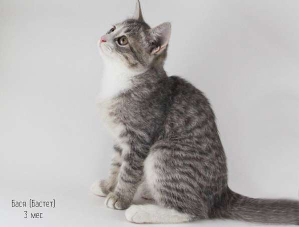 Отдам котят в добрые руки в Москве фото 11