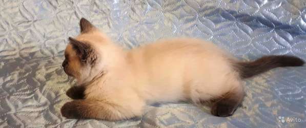Котик британец котята-домашние любимцы в Краснодаре фото 3