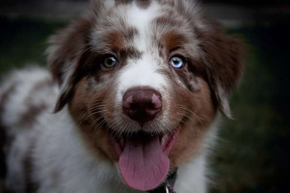 Australian shepherd aussie в Москве