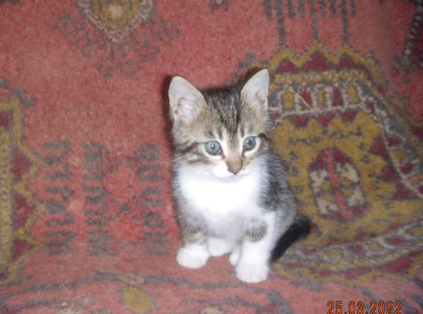 Котята в Севастополе фото 15