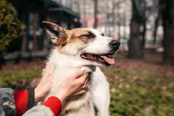 Тунис в поисках любящей семьи в Москве фото 38