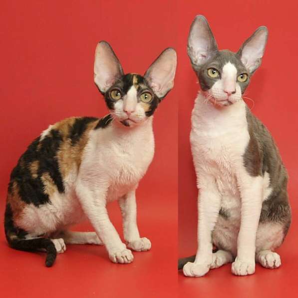 Корниш-рекс котята - кудрявые ушастики в Москве