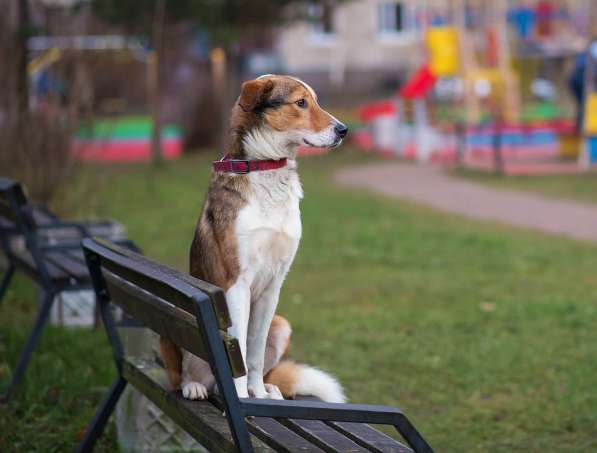 Джим - добропорядочный пёс ищет семью/ в Санкт-Петербурге фото 13