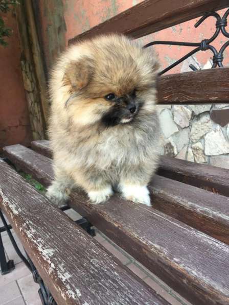 Продам щенок померанского шпица в Омске