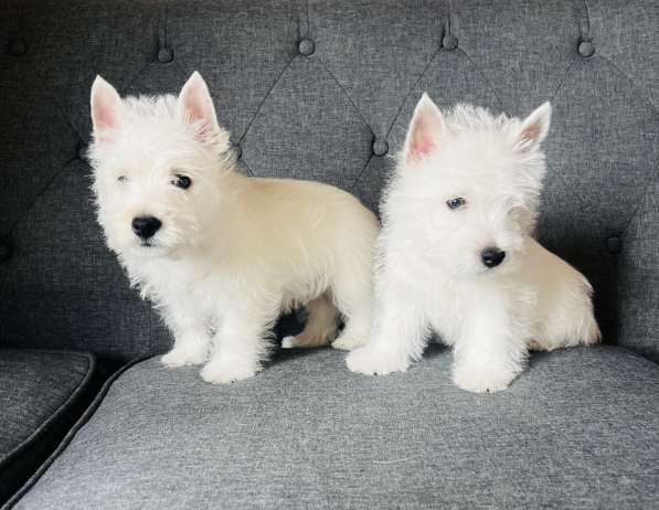 West Highland White Terrier в фото 6
