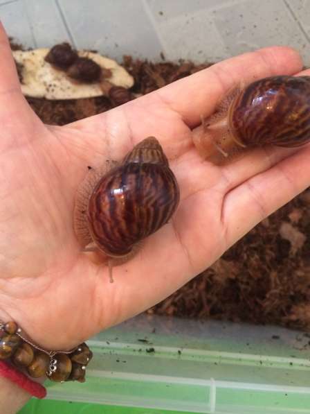 Улитки Ахатины в Москве фото 4