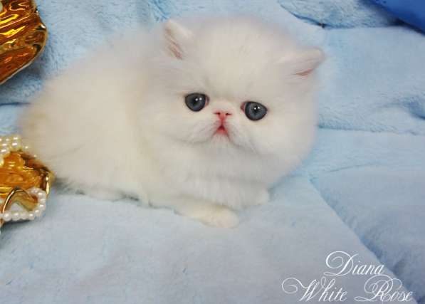 Персидский котенок белого окраса с медными глазами в Москве