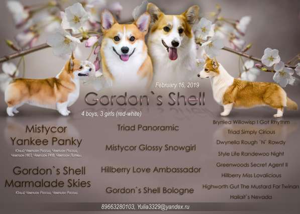 Продаются щенки Вельш Корги Пемброк в Москве