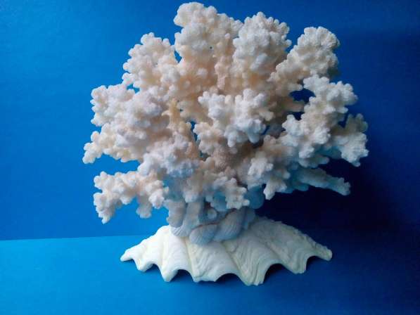 Коралл на тридакне 11,7 - морской сувенир