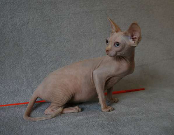 Котята кучеряшки в Москве фото 4