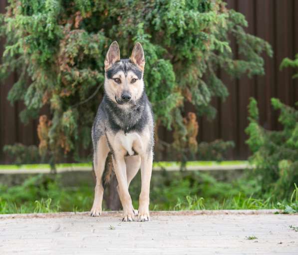 Овчарка Джефф в добрые руки в Москве фото 11