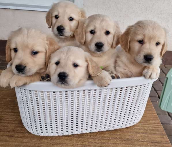 Golden retriever в фото 4