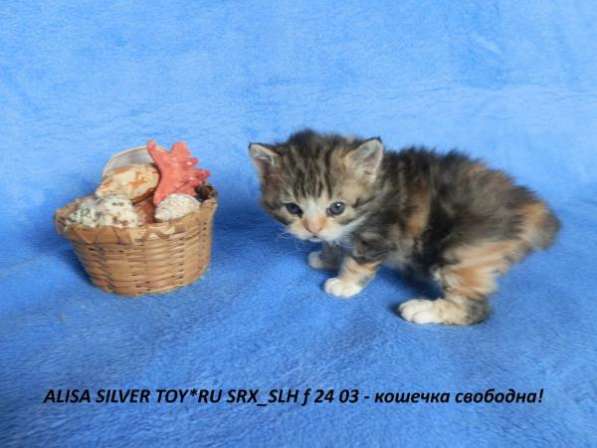 Продаются кучерявые котята Селкирк-рекс в Майкопе фото 3