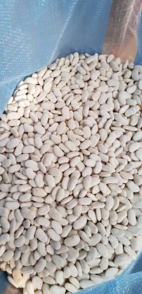 2018 New Crop 100% Natural Beans from Kyrgyzstan в фото 13