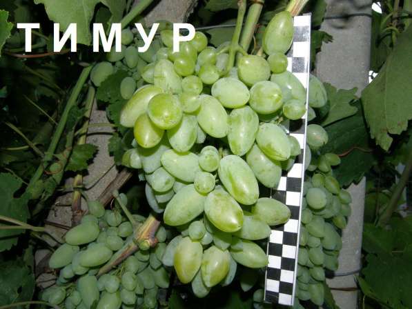 Продам саженцы и черенки винограда в Нижнегорском фото 9