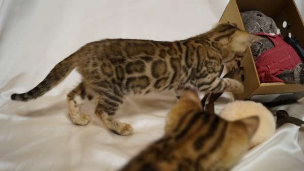 Elite Bengal Kittens в Курчатове фото 5