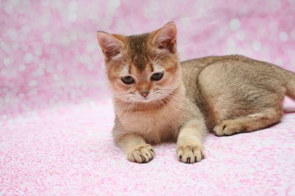 Кошечка Чара в Лобне фото 17