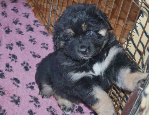 Тибетский мастиф - лучший страж на территории в Москве фото 67