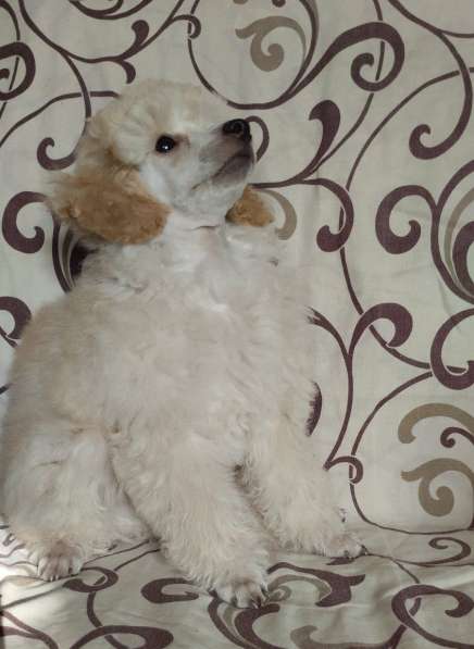 Пудель. Apricot в фото 5