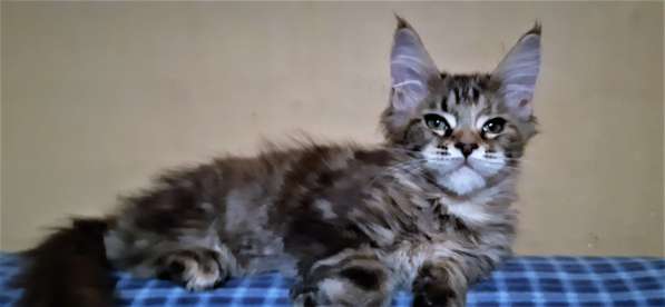 Рыжики из питомника в Екатеринбурге фото 71