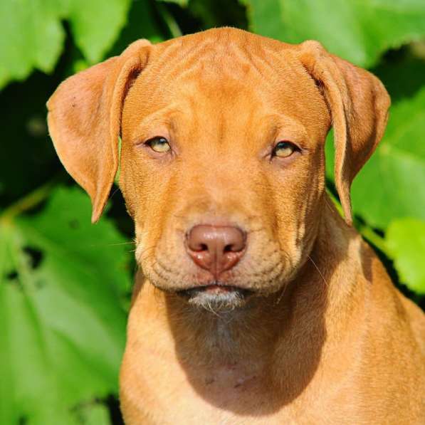 Pitbull rednose APBT питбуль в фото 3