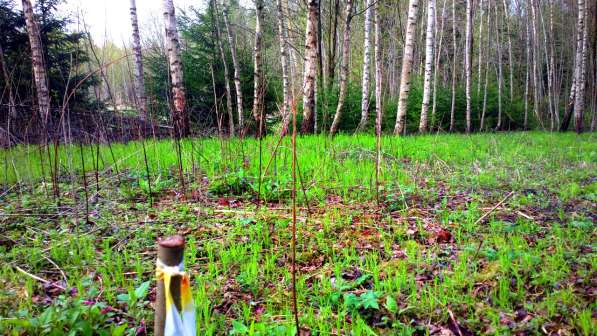 Участок 22 сотки, ИЖС, коммуникации, со своим еловым лесом в Смоленске фото 3