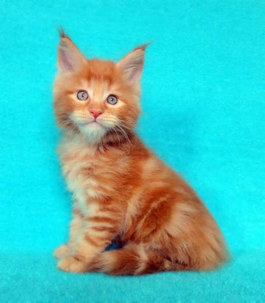 Апельсинки к Новому Году в Рязани фото 28