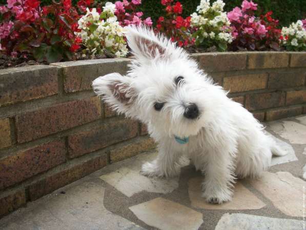 Продаются щенки West Highland White terrier в Протвино фото 3