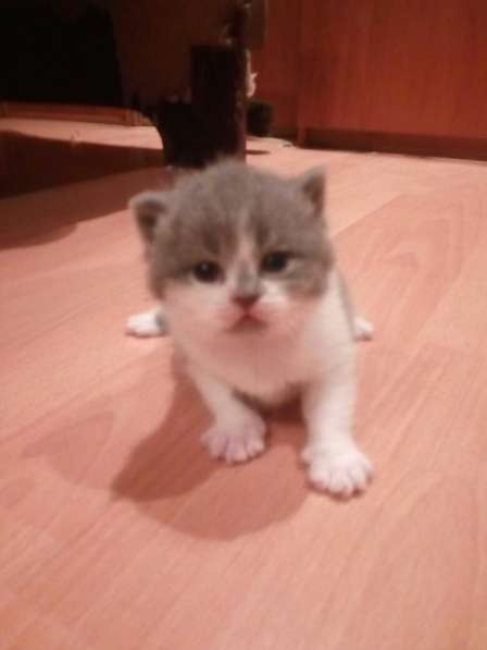 Срочно продам котят в Екатеринбурге фото 7