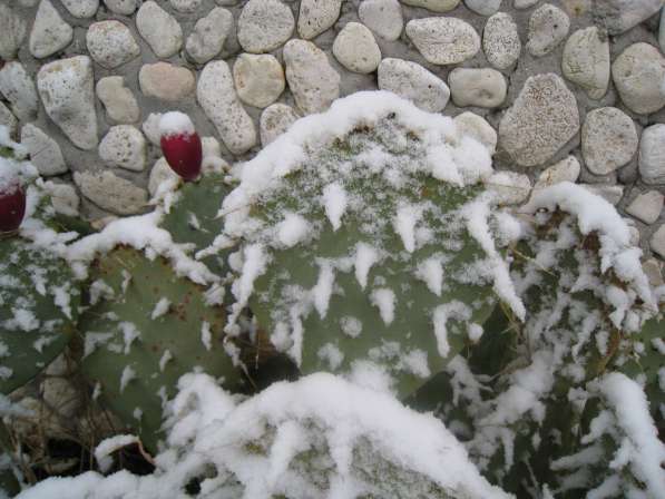 Ежевика крупноплодная блек сатин в Севастополе фото 10