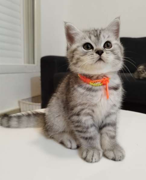 Шотландские котята очень высокого уровня в фото 33