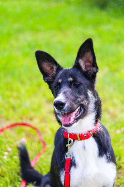 Красавица Пеппа от мамы-овчарки в дар в Москве фото 3