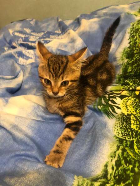 Котенок ищет дом! в Санкт-Петербурге фото 3