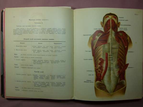 J. Sobott. Атлас описательной анатомии человека в Астрахани фото 4