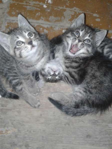 Котята в фото 4