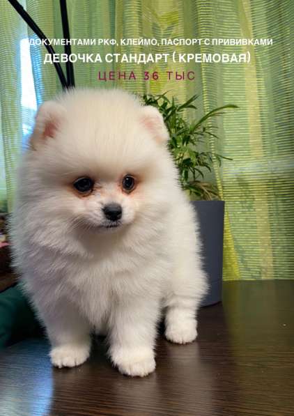 Шпицы с документами РКФ в Ростове-на-Дону фото 4