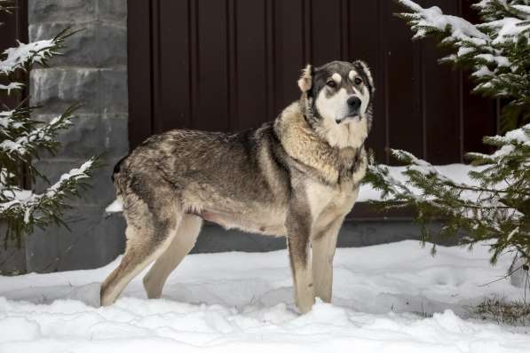 Большая и невероятно ласковая собака в Санкт-Петербурге