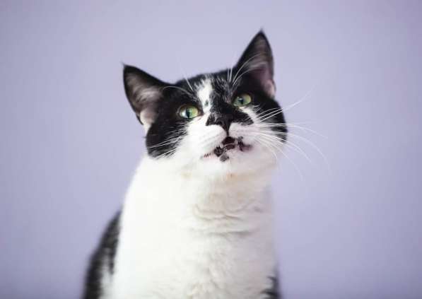 Очаровательный кот Оскар в добрые руки