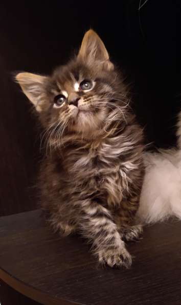 Мейн Кун котята в Москве