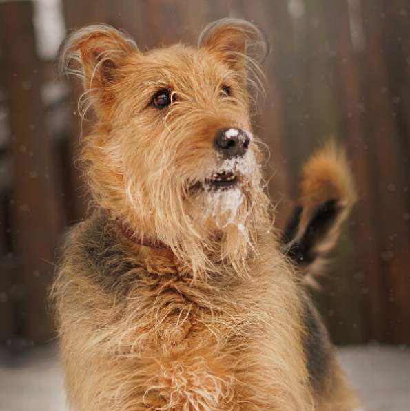 Мухтар ищет семью