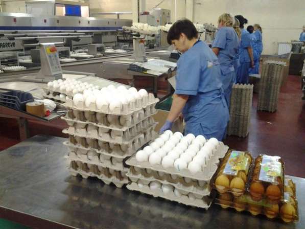 Яйцо напрямую от производителя 1ой категории в Москве