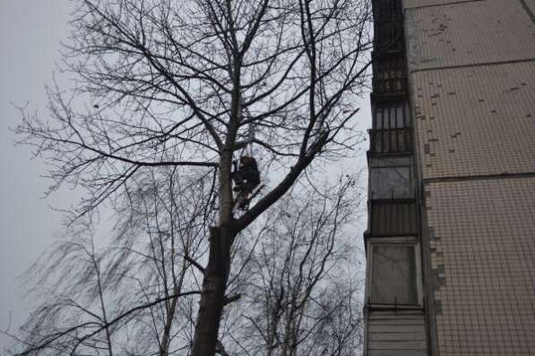Спил и валка деревьев, пескоструй, пром. альп в Санкт-Петербурге фото 5