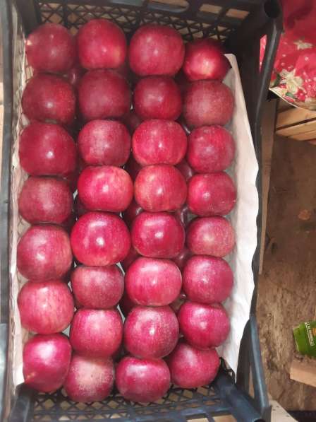Яблоки оптом в ассортименте в Краснодаре