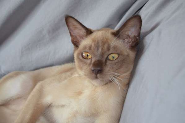 Бурманский котенок в Краснодаре фото 5